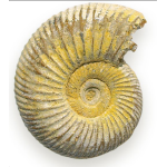 Ammonite Fossil