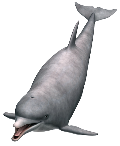 Dolphin-400