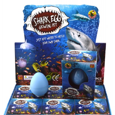 Growing Pet Shark Egg