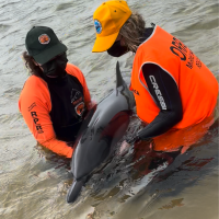 ORRCA Marine Mammal Rescue Presentation